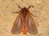 Phragmatobia fuliginosa Phragmatobia fuliginosa