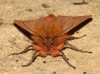 Phragmatobia fuliginosa Phragmatobia fuliginosa