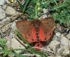 Phragmatobia fuliginosa Phragmatobia fuliginosa