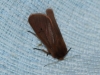 Phragmatobia fuliginosa Phragmatobia fuliginosa