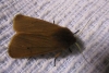 Phragmatobia fuliginosa Phragmatobia fuliginosa