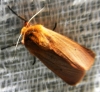 Phragmatobia fuliginosa Phragmatobia fuliginosa
