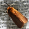 Phragmatobia fuliginosa Phragmatobia fuliginosa