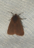 Phragmatobia fuliginosa Phragmatobia fuliginosa