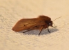 Phragmatobia fuliginosa Phragmatobia fuliginosa