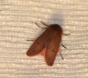 Phragmatobia fuliginosa Phragmatobia fuliginosa