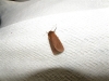 Phragmatobia fuliginosa Phragmatobia fuliginosa