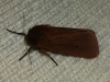Phragmatobia fuliginosa Phragmatobia fuliginosa