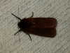 Phragmatobia fuliginosa Phragmatobia fuliginosa