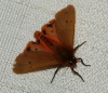 Phragmatobia fuliginosa Phragmatobia fuliginosa