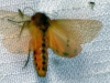 Phragmatobia fuliginosa Phragmatobia fuliginosa