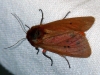 Phragmatobia fuliginosa Phragmatobia fuliginosa