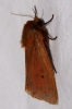 Phragmatobia fuliginosa Phragmatobia fuliginosa