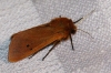 Phragmatobia fuliginosa Phragmatobia fuliginosa