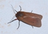 Phragmatobia fuliginosa Phragmatobia fuliginosa