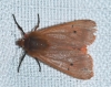 Phragmatobia fuliginosa Phragmatobia fuliginosa