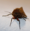 Phragmatobia fuliginosa Phragmatobia fuliginosa