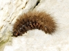 Phragmatobia fuliginosa Phragmatobia fuliginosa