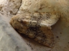 Polymixis argillaceago Polymixis argillaceago