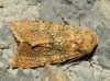 Polymixis argillaceago Polymixis argillaceago