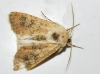 Polymixis argillaceago Polymixis argillaceago