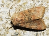 Polymixis argillaceago Polymixis argillaceago