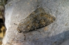 Polymixis flavicincta Polymixis flavicincta