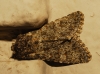 Polymixis flavicincta Polymixis flavicincta
