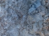 Polymixis xanthomista Polymixis xanthomista