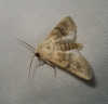 Polymixis argillaceago Polymixis argillaceago