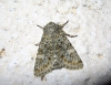 Polymixis flavicincta Polymixis flavicincta