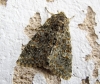 Polymixis flavicincta Polymixis flavicincta