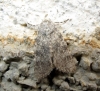 Polymxis xanthomista Polymxis xanthomista
