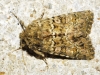 Polyphaenis sericata Polyphaenis sericata