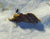 Pterostoma palpina Pterostoma palpina