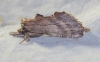 Pterostoma palpina Pterostoma palpina