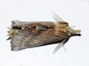 Pterostoma palpina Pterostoma palpina