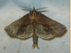 Pterostoma palpina Pterostoma palpina