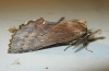 Pterostoma palpina Pterostoma palpina