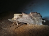 Pterostoma palpina Pterostoma palpina