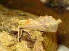 Pterostoma palpina Pterostoma palpina