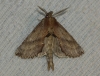 Pterostoma palpina Pterostoma palpina