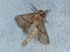 Pterostoma palpina Pterostoma palpina