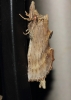 Pterostoma palpina Pterostoma palpina