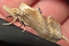 Pterostoma palpina Pterostoma palpina