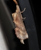 Pterostoma palpina Pterostoma palpina