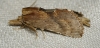 Pterostoma palpina Pterostoma palpina