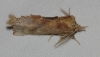 Pterostoma palpina Pterostoma palpina