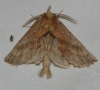 Pterostoma palpina Pterostoma palpina