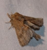 Pterostoma palpina Pterostoma palpina